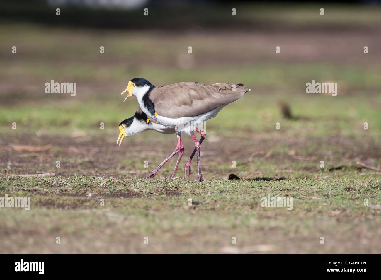 Pluvier masqué, Vanellus Miles ssp. Novaehollandiae, au sol, plage de Pambula, Australie Banque D'Images