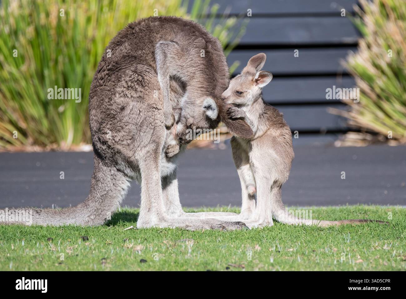 Kangourou gris de l'est, Macropus giganteus, avec joey, debout sur le sol d'un camping, Pambula Beach, Australie Banque D'Images