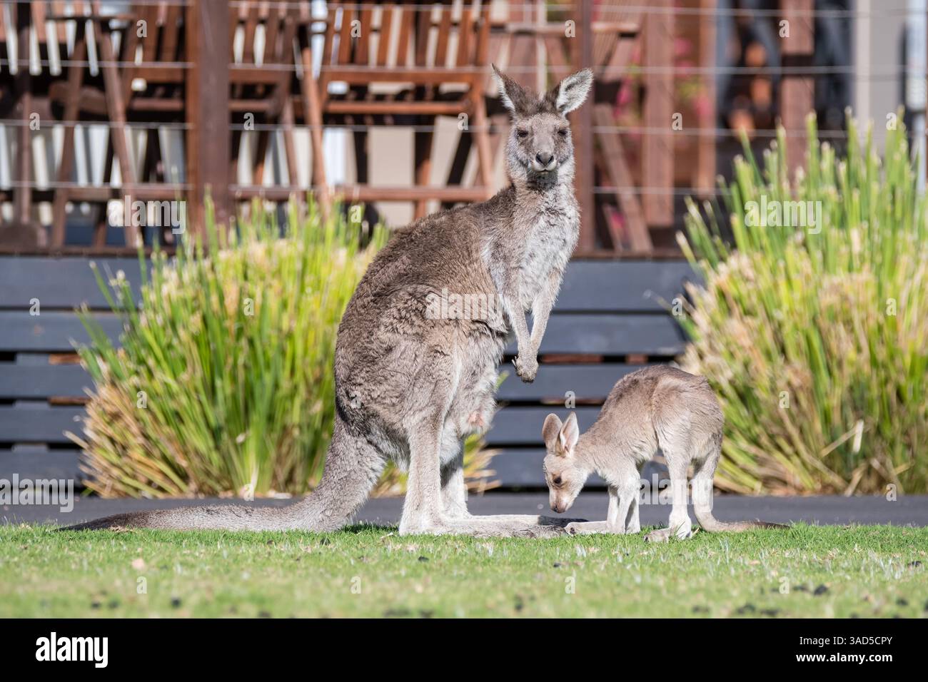 Kangourou gris de l'est, Macropus giganteus, avec joey, debout sur le sol d'un camping, Pambula Beach, Australie Banque D'Images
