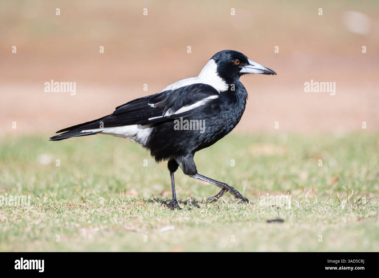 Pie australienne, Cracticus tibicen, sur le terrain, Pambula Beach, Australie Banque D'Images