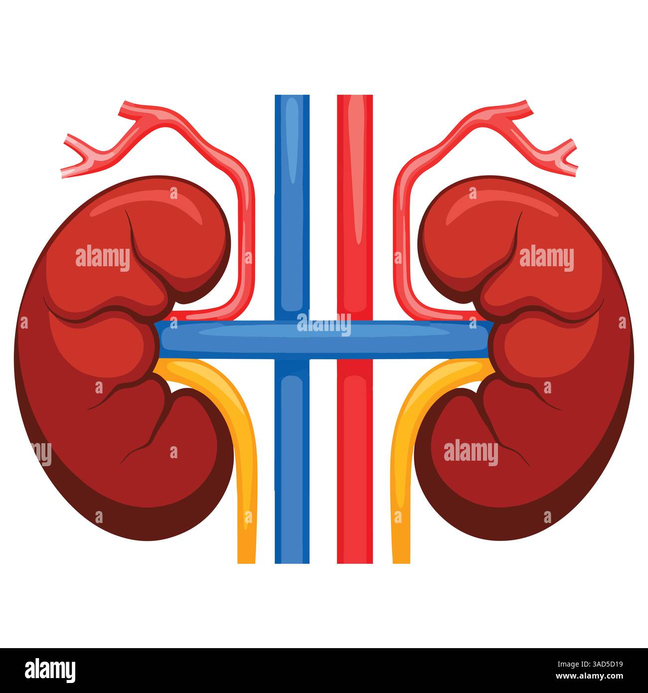 reins gauche et droit, organes internes humains. Concept du système urinaire et endocrinien. Conception vectorielle plate détaillée pour des visuels pédagogiques de l'anatomie. Illustration de Vecteur