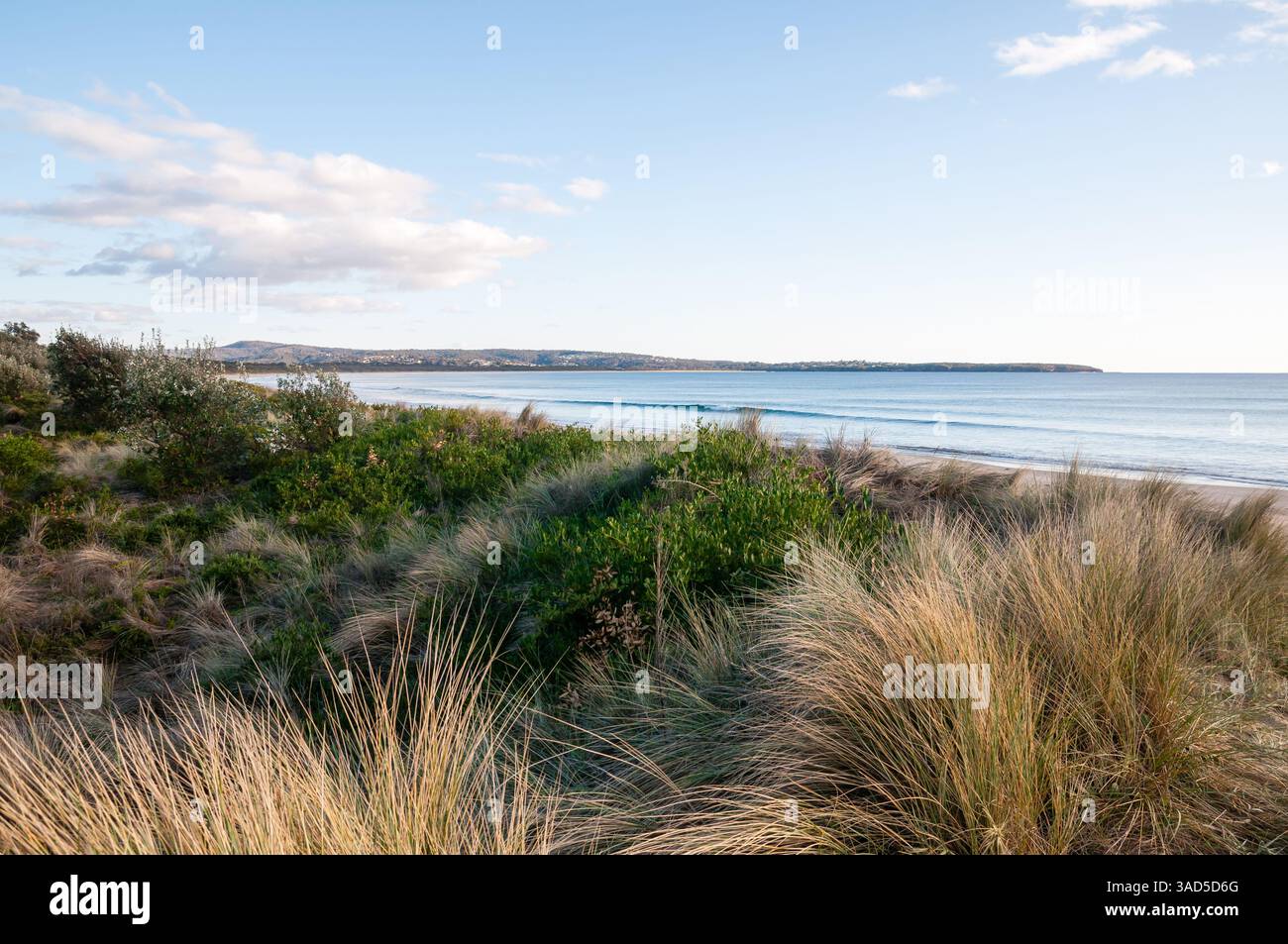 Végétation côtière et dunes de sable surplombant la mer calme, paysage de plage naturel avec promontoire lointain sous ciel bleu, plage de Pambula, Australie Banque D'Images