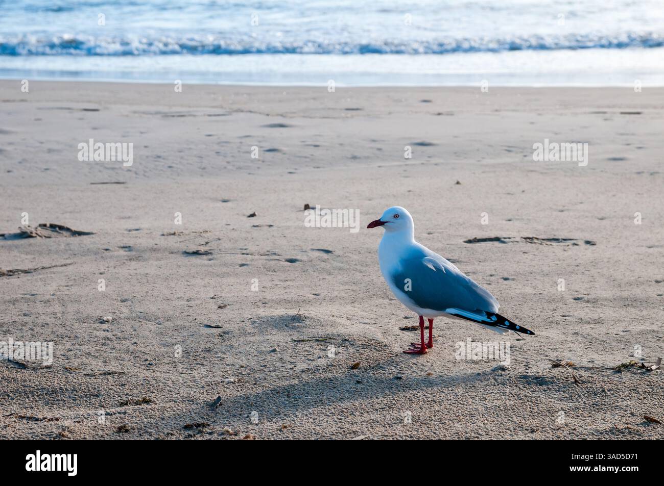 Goéland argenté, Chroicocephalus novaehollandiae, sur le sable, plage de Pambula, Australie Banque D'Images