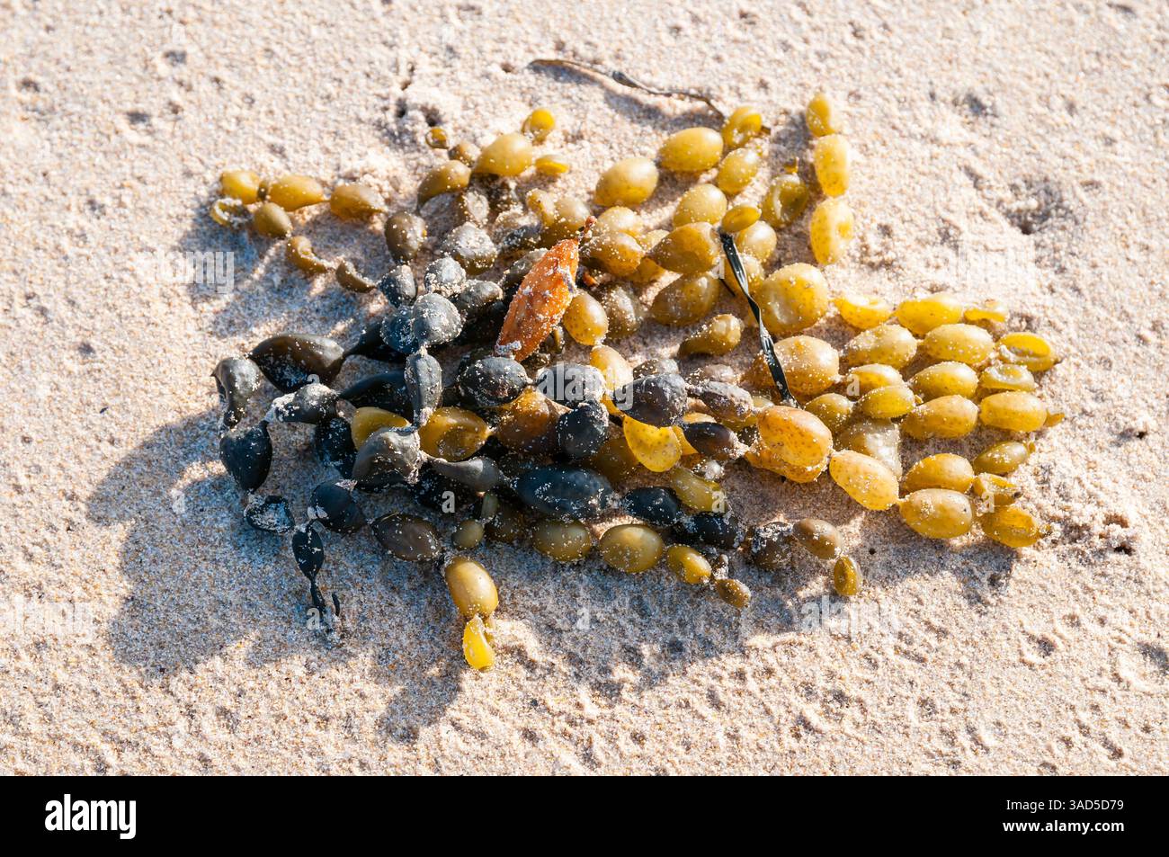 Hormosira banksii, bulbleweed, gros plan d'algues avec des vessies d'air sur la plage de sable, débris marins naturels, détail de l'écosystème côtier, Pambula Beach, A Banque D'Images