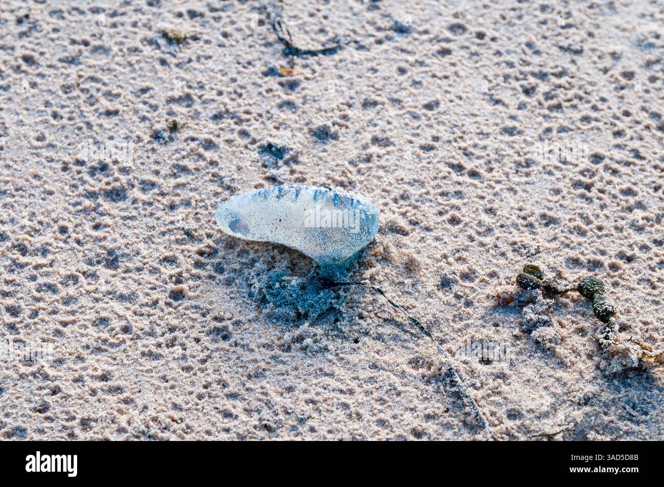 Physalia physalis, homme portugais o' War, sur le sable, plage de Pambula, Australie Banque D'Images