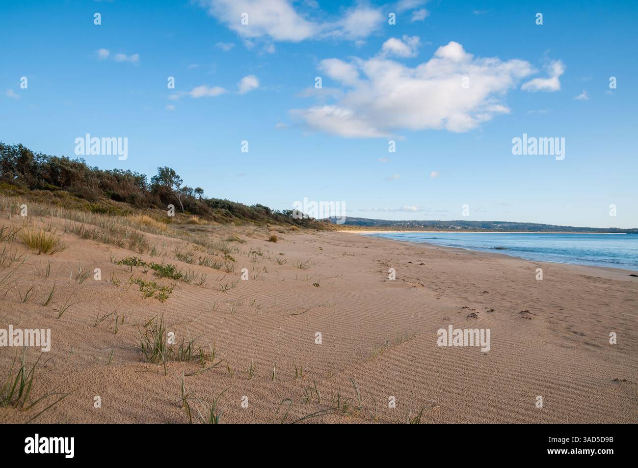 Dunes de sable côtières avec végétation clairsemée, paysage naturel de plage, ciel bleu, paysage côtier intact, plage de Pambula, Australie Banque D'Images