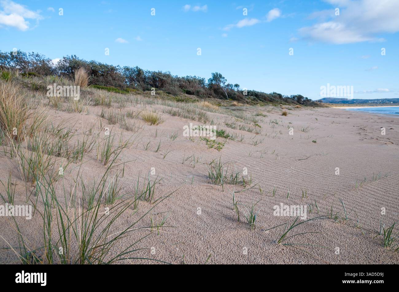 Dunes de sable côtières avec végétation clairsemée, paysage naturel de plage, ciel bleu, paysage côtier intact, plage de Pambula, Australie Banque D'Images
