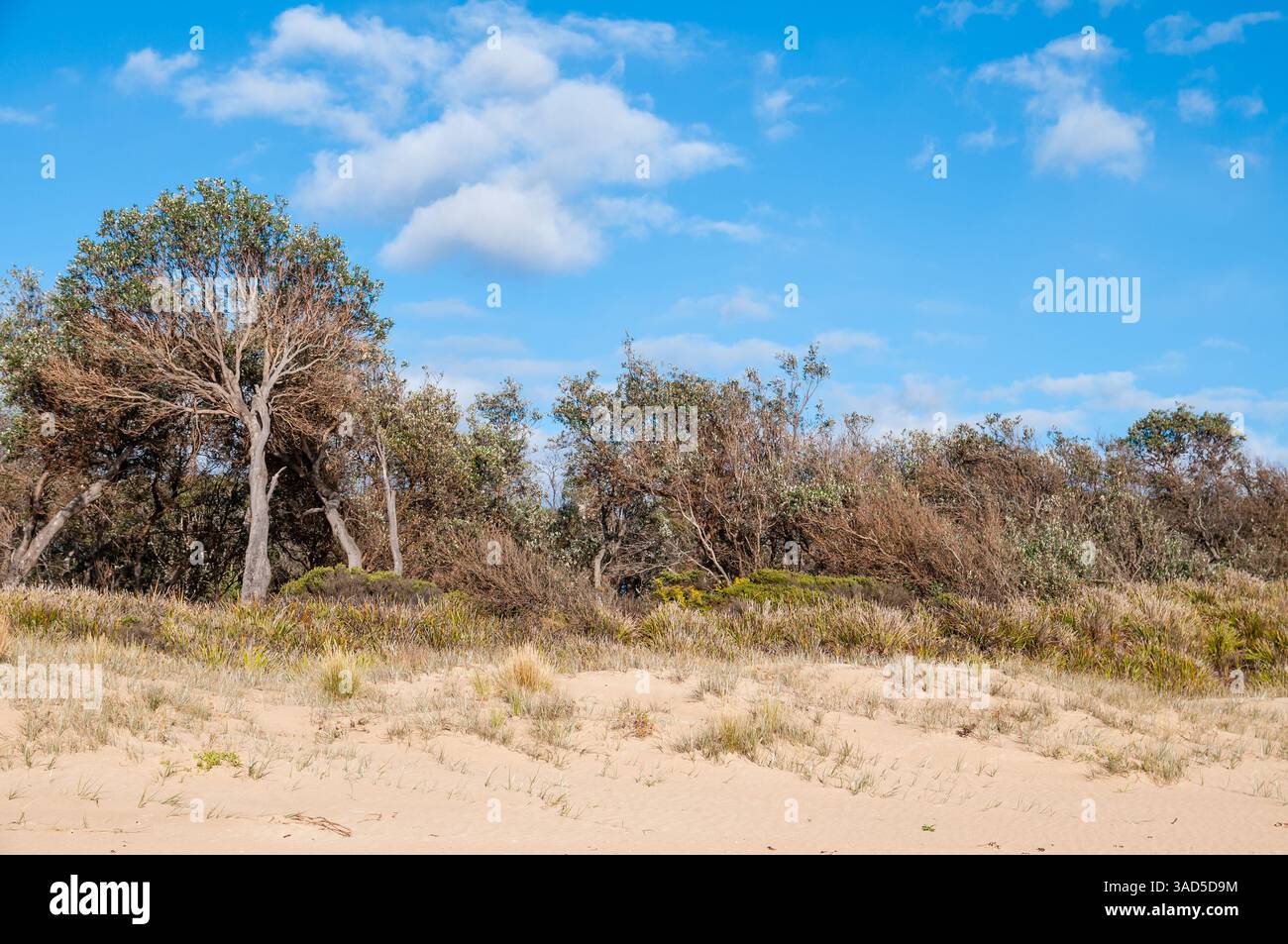 Végétation côtière et dunes de sable sous le ciel bleu, paysage naturel de plage avec des arbres en forme de vent et des herbes, Pambula Beach, Australie Banque D'Images