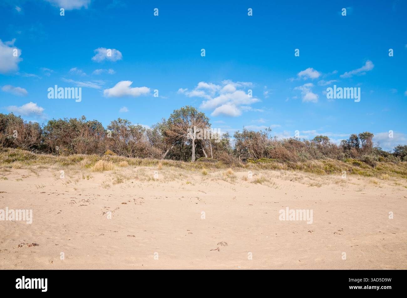 Végétation côtière et dunes de sable sous le ciel bleu, paysage naturel de plage avec des arbres en forme de vent et des herbes, Pambula Beach, Australie Banque D'Images