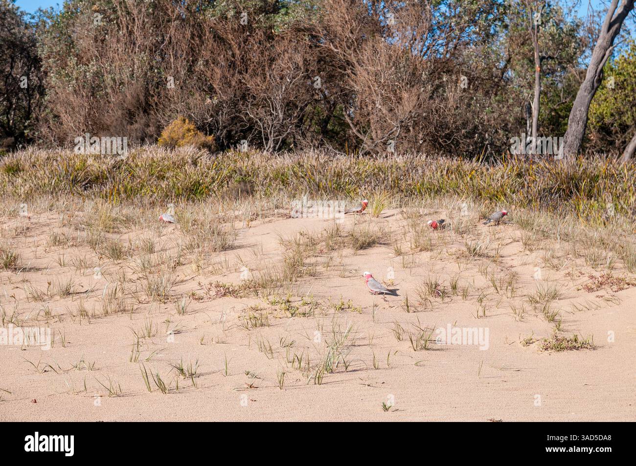 Cacatoès rose et gris, Eolophus roseicapilla albiceps, sur la plage, Pambula Beach, Australie Banque D'Images
