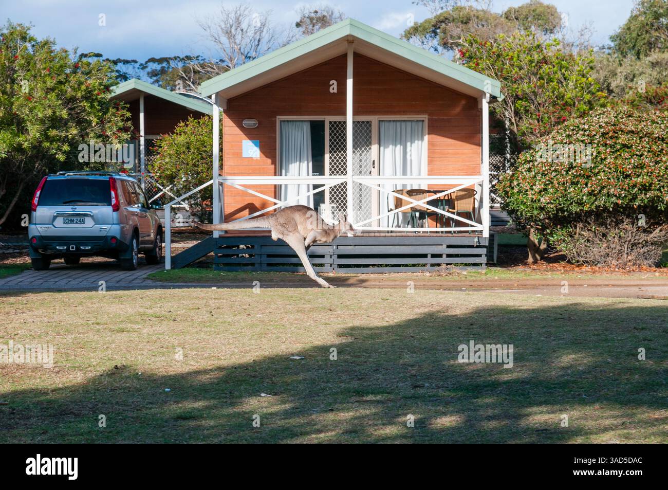 Kangourou passant devant une cabane en bois dans un parc de vacances, faune australienne près de l'hébergement, journée ensoleillée, Pambula Beach, Australie Banque D'Images