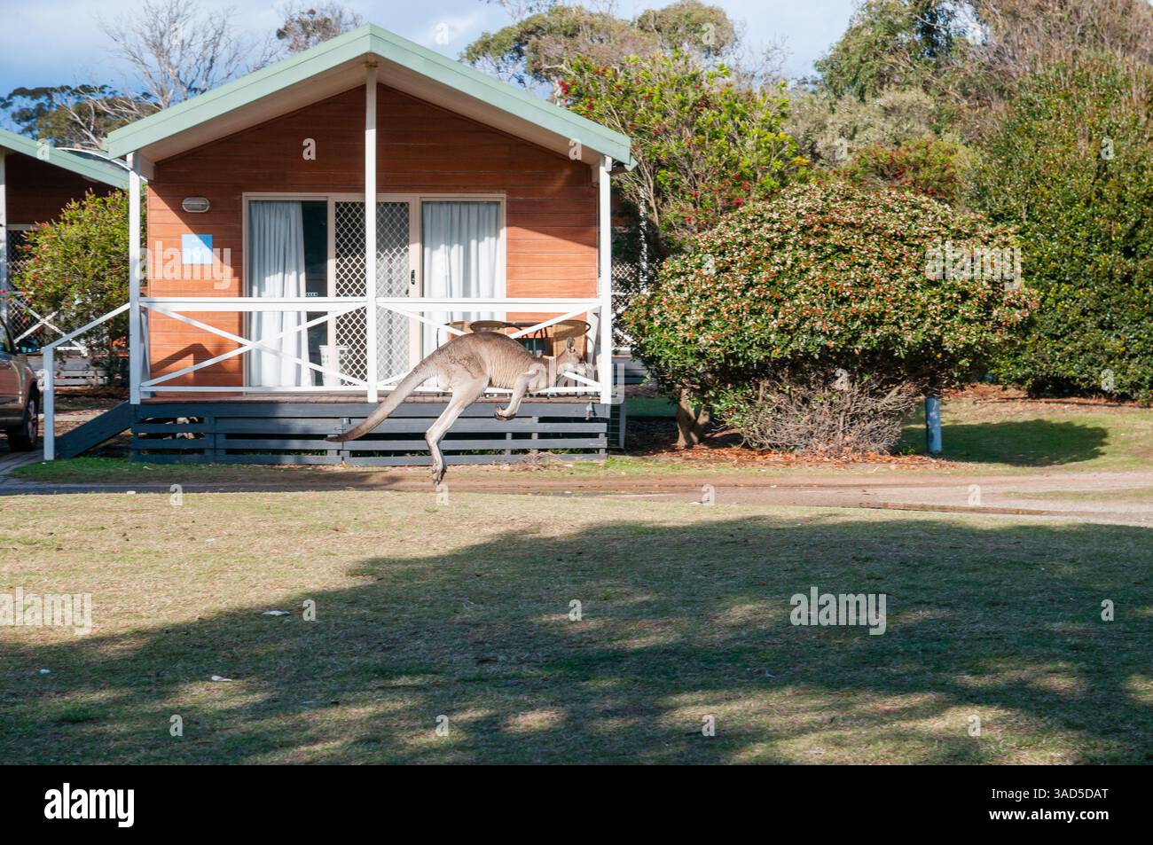 Kangourou passant devant une cabane en bois dans un parc de vacances, faune australienne près de l'hébergement, journée ensoleillée, Pambula Beach, Australie Banque D'Images
