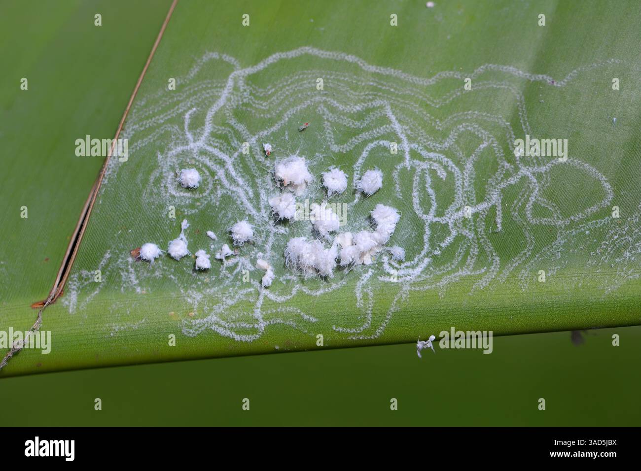 Investissement de mouches blanches et larves sur la face inférieure des feuilles. Whitefies, famille Aleyrodidae. Banque D'Images