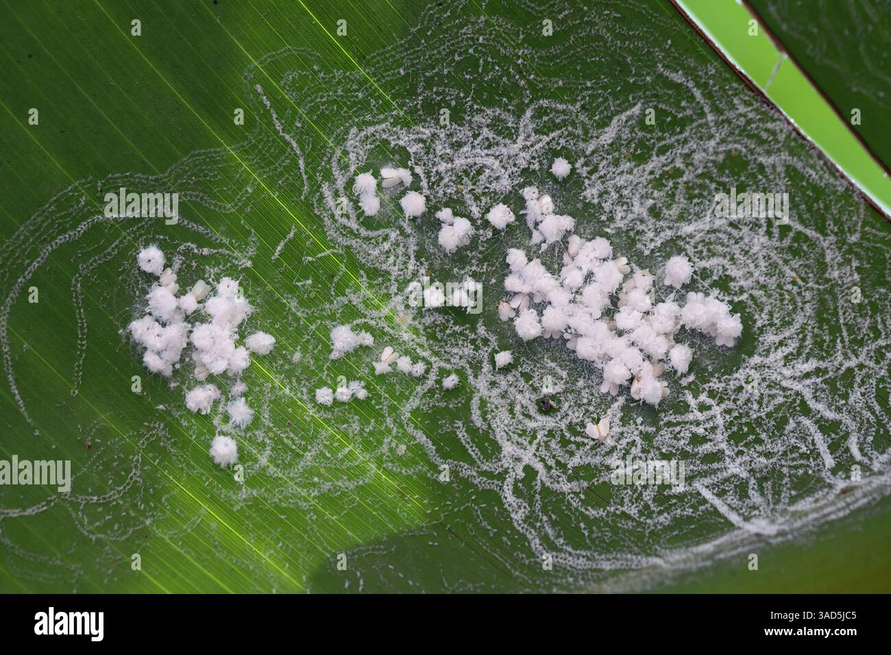 Insectes Whiteflyes, famille Aleyrodidae. Colonie, groupe larves et adultes se nourrissent sur la face inférieure de la feuille de la plante. Banque D'Images