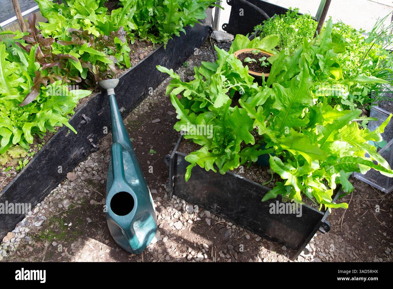 Feuilles de salade verte poussant dans des lits surélevés à l'intérieur de la serre au printemps et l'arrosage peut être vu d'au-dessus du jardin d'avril 2025 Royaume-Uni Grande-Bretagne KATHY DEWITT Banque D'Images