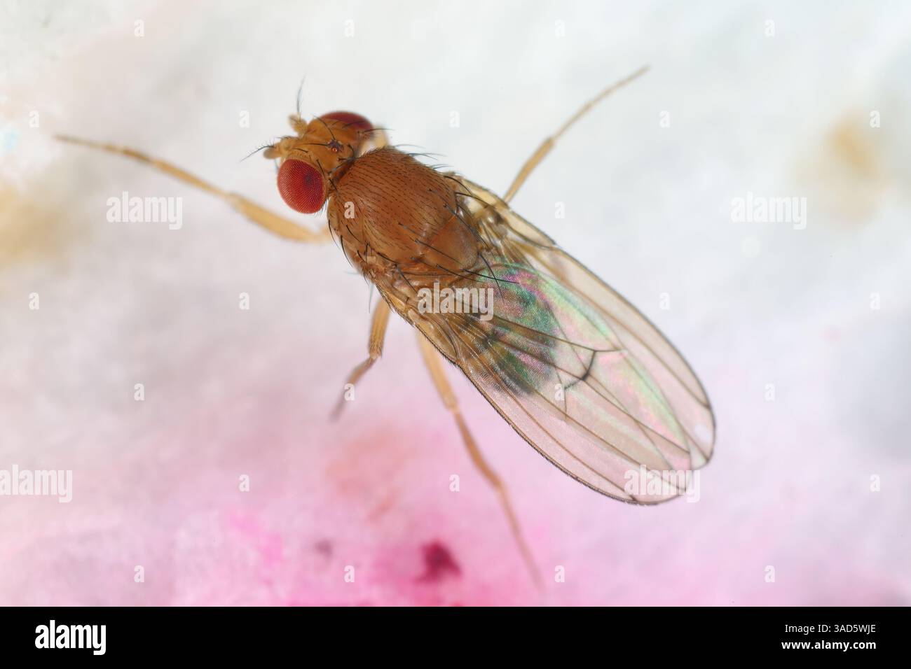 Mouche des fruits, Drosophilidae. Les mouches des fruits peuvent transférer des germes d'une surface sale sur une surface propre qui causent une intoxication alimentaire. Banque D'Images