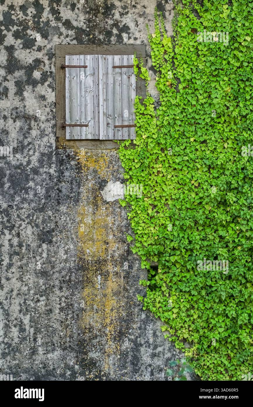 Fenêtre en bois avec volets ornée de vigne de figue rampante, posée contre un vieux mur altéré Banque D'Images