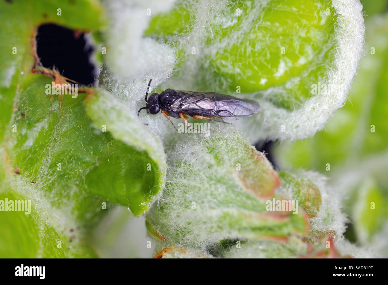Sawfly Hoplocampa chrysorrhoea appelé Yellowbellied Sloe-borer. Les larves se nourrissent des fruits des prunes. Banque D'Images