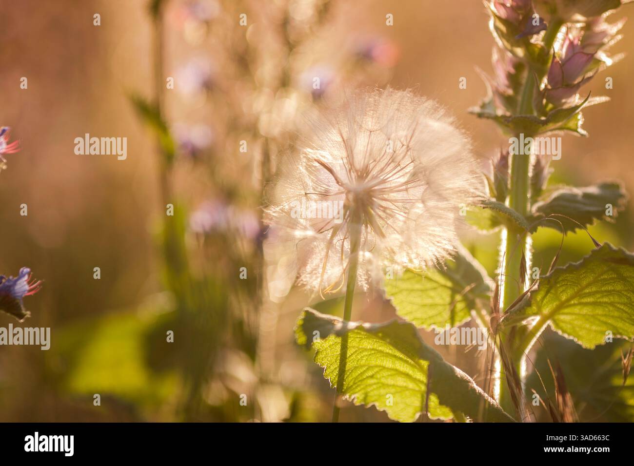 Gros plan de Dandelion Seed Head dans Golden Light Banque D'Images