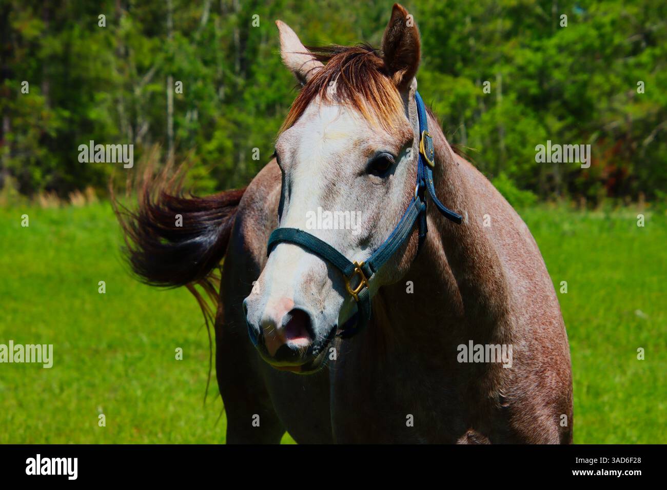 Flea Bitten Horse regardant la caméra Banque D'Images
