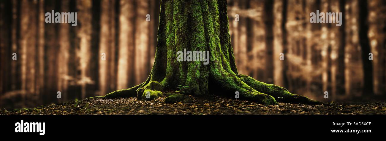 Base d'arbre avec de la mousse sur un grand tronc et des racines se détachant dans une forêt sur un fond flou panoramique avec la couleur chaude de l'automne Banque D'Images