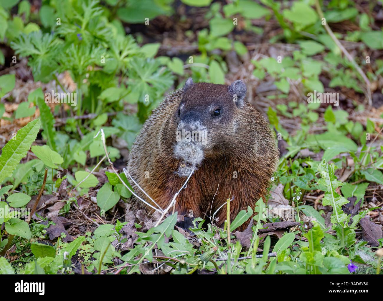 Une marmotte ou un gopher mangeant des mauvaises herbes dans un pré de campagne. Banque D'Images