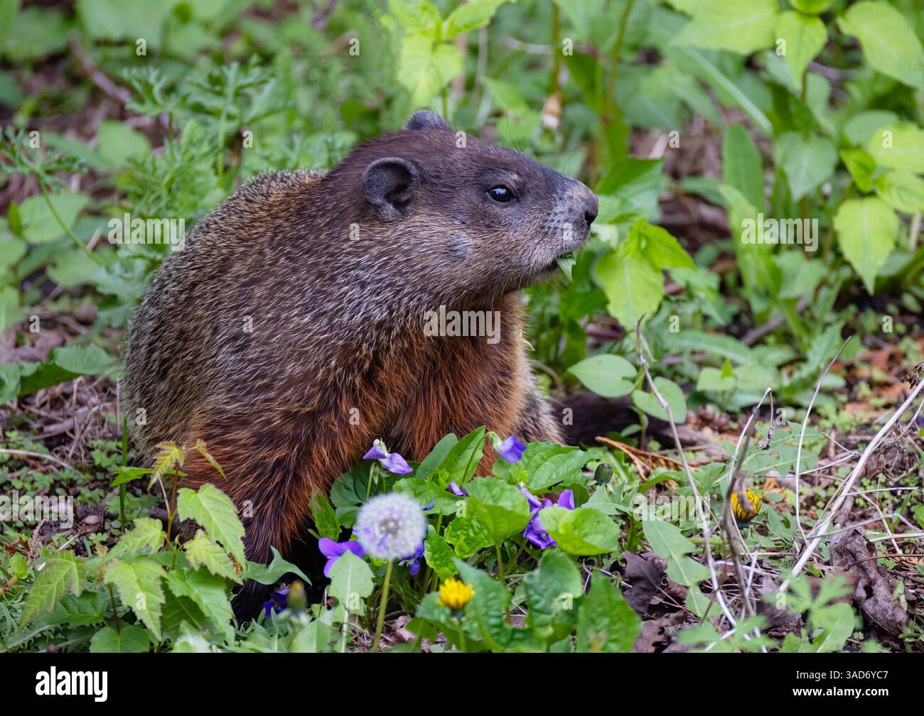 Une marmotte ou un gopher mangeant des mauvaises herbes dans un pré de campagne. Banque D'Images