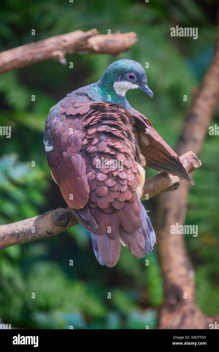 La colombe à cœur saignant de Negros (Gallicolumba keayi) est un oiseau vivant au sol en danger critique d'extinction endémique des îles Philippines de Negros et Panay. Banque D'Images