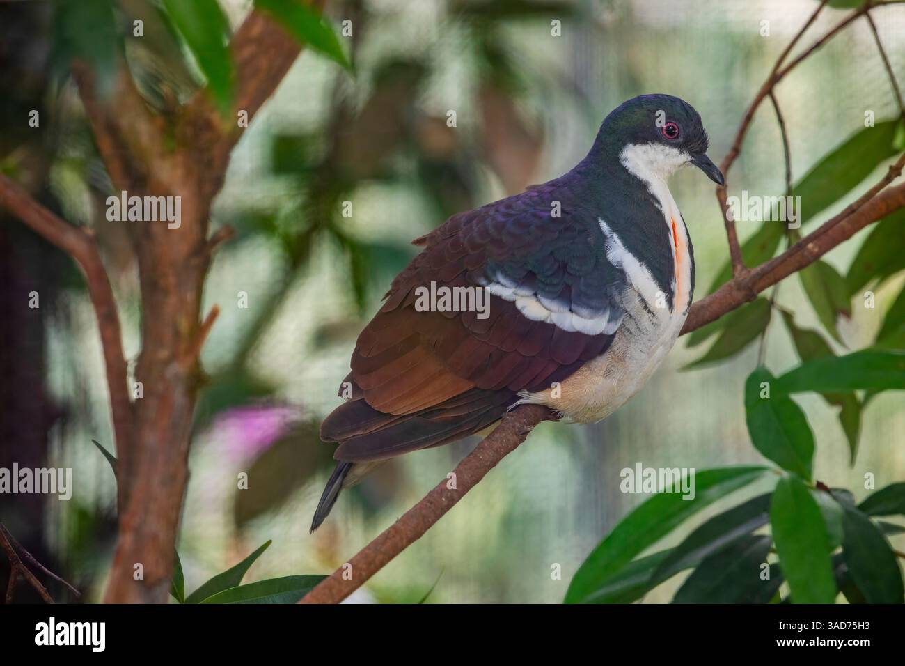 La colombe à cœur saignant de Negros (Gallicolumba keayi) est un oiseau vivant au sol en danger critique d'extinction endémique des îles Philippines de Negros et Panay. Banque D'Images