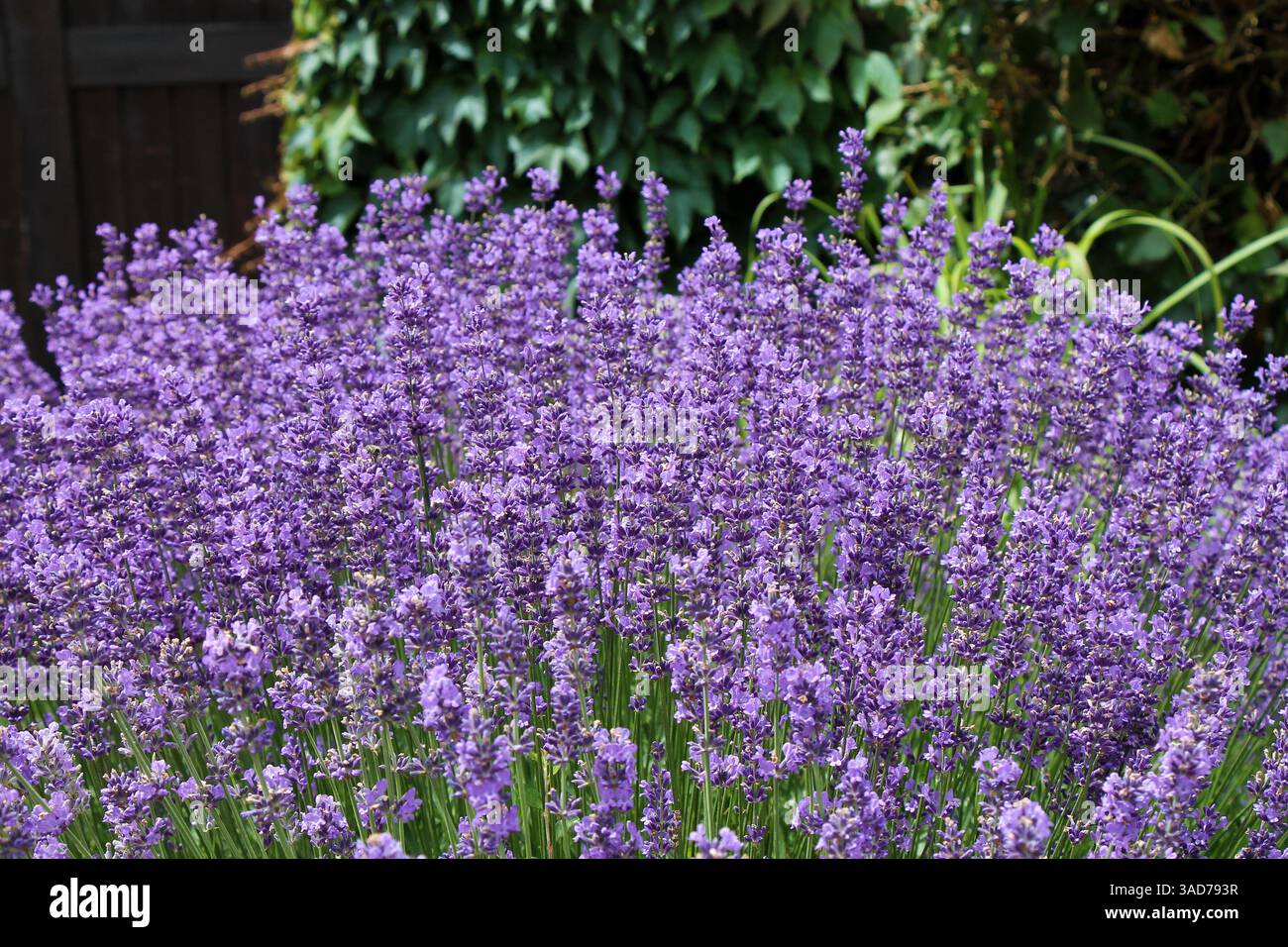 Vue rapprochée du buisson de lavande. lavandula angustifolia poussant dans le jardin. Banque D'Images