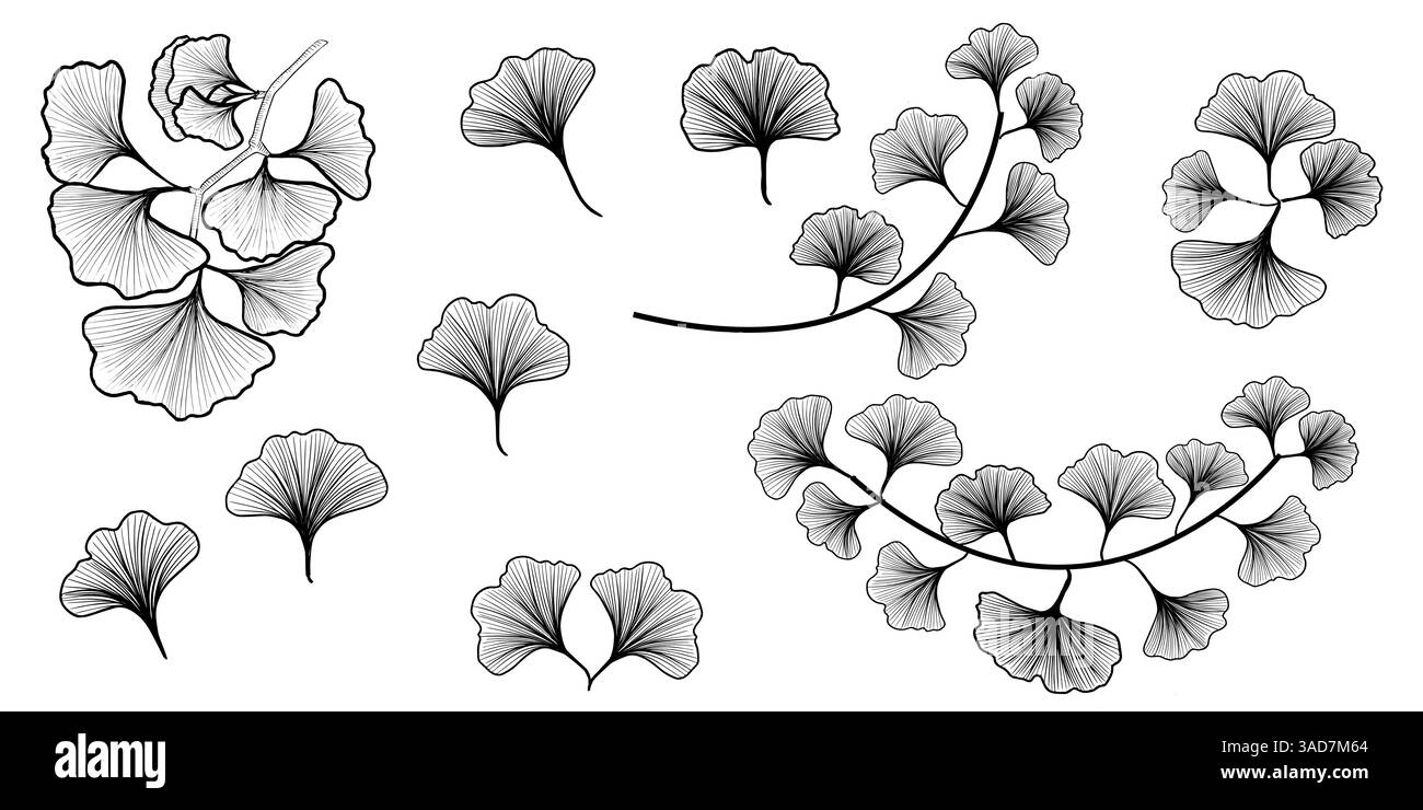 Ensemble de feuilles de gingko isolé, dessin au trait, élément pour le design, couleurs noir et blanc. Illustration de Vecteur