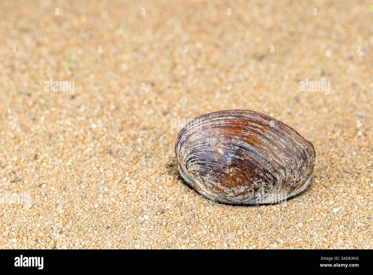Seashell on the Sand : un coquillage unique et texturé repose sur un lit de sable doré, un témoignage de l'art de l'océan, invoquant la tranquillité et le Ser Banque D'Images