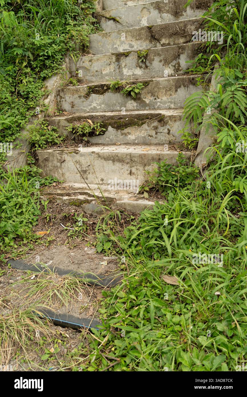 Ensemble de vieux escaliers en briques recouverts de mousse et d'herbe sauvage Banque D'Images