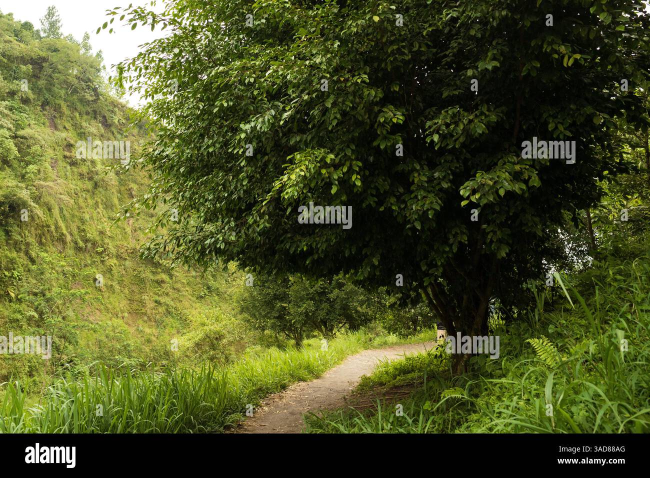 un chemin courbe à travers une forêt verdoyante, avec un grand arbre sur la zone droite, fond nature mystérieux Banque D'Images