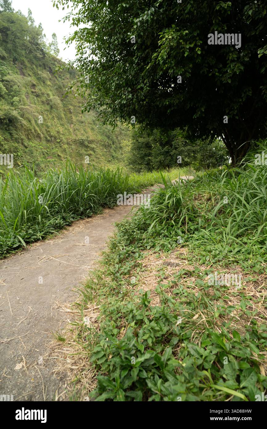 chemin de gravier ou sentier sur la forêt, chemin rural avec arbre au milieu de nulle part Banque D'Images