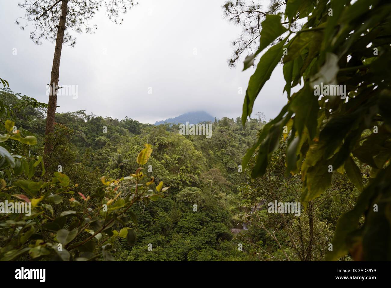 forêt verte luxuriante avec montagne couverte de nuages sur le fond Banque D'Images