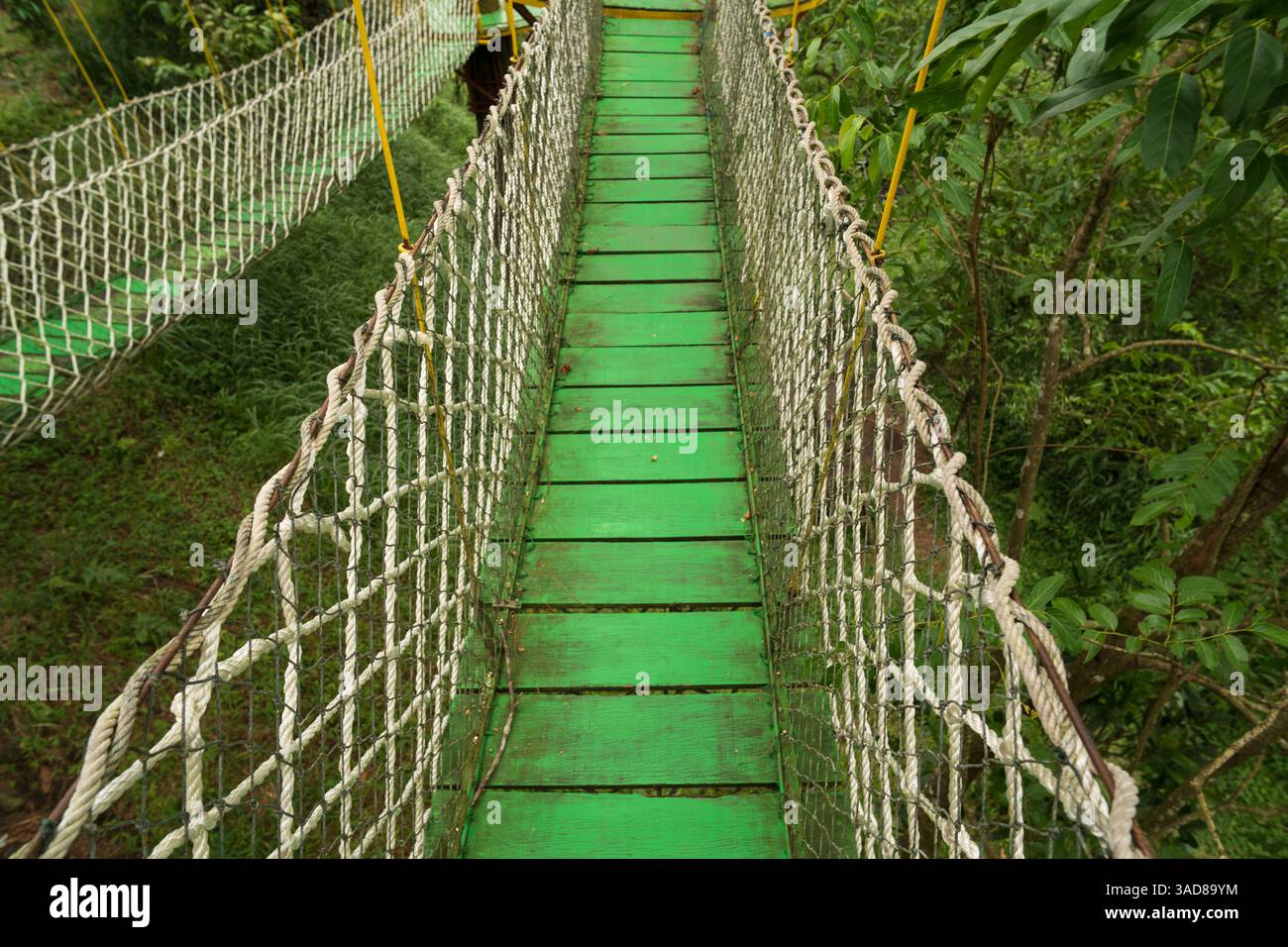 pont de corde sur un arbre forestier élevé, petit chemin de sentier Banque D'Images