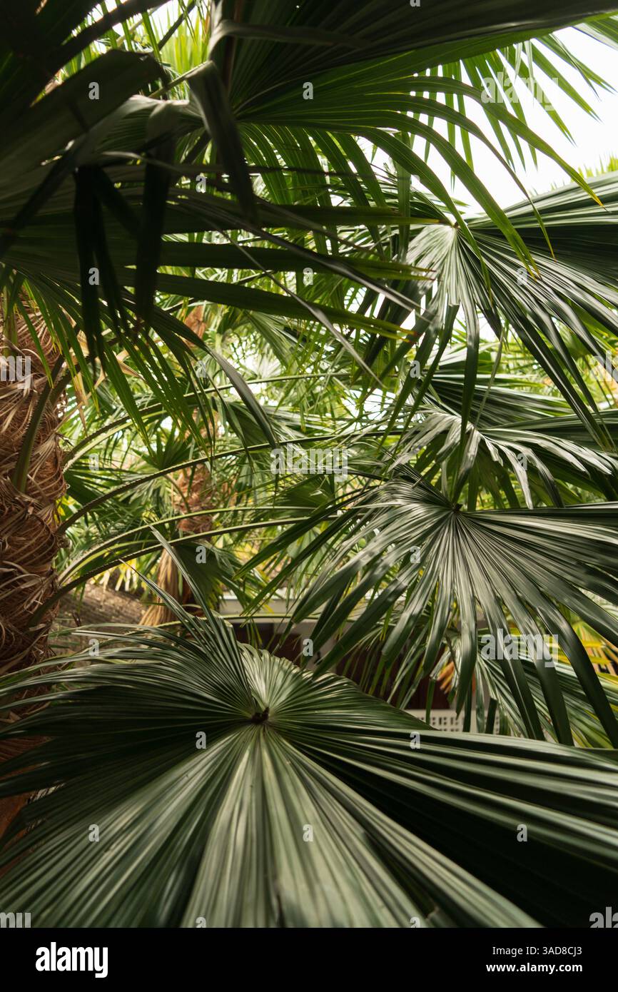 fond dense de feuilles tropicales vert foncé, fond vertical. concept de nature Banque D'Images