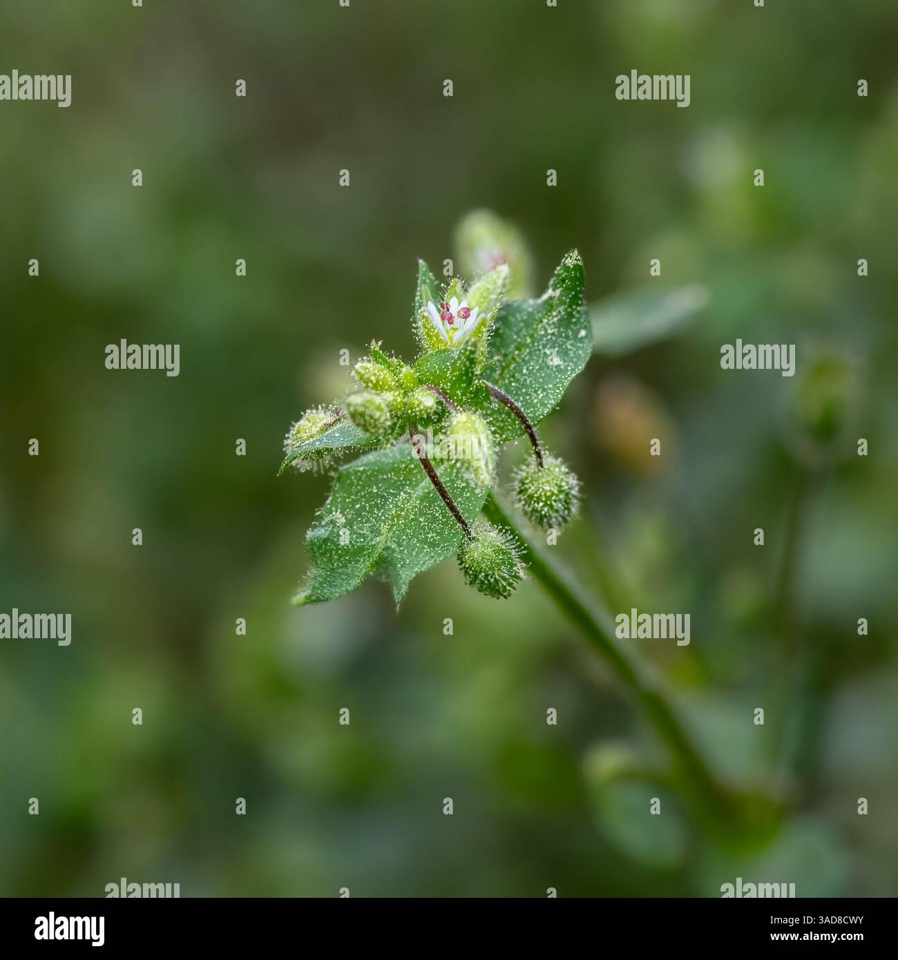 Photo macro d'une minuscule fleur sauvage rose et blanche émergeant d'une herbe verte poilue avec des feuilles et des bourgeons saupoudrés de pollen dans la lumière naturelle du champ. Banque D'Images