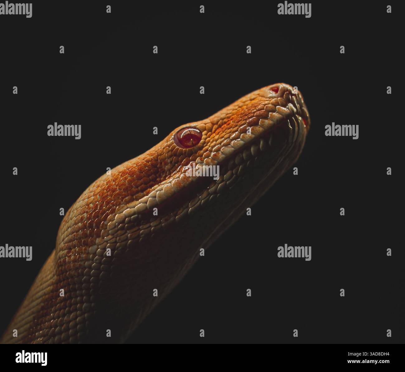 Gros plan éclairé sur le côté de la tête de serpent orange rougeâtre dans un studio sombre avec des ombres dramatiques Banque D'Images