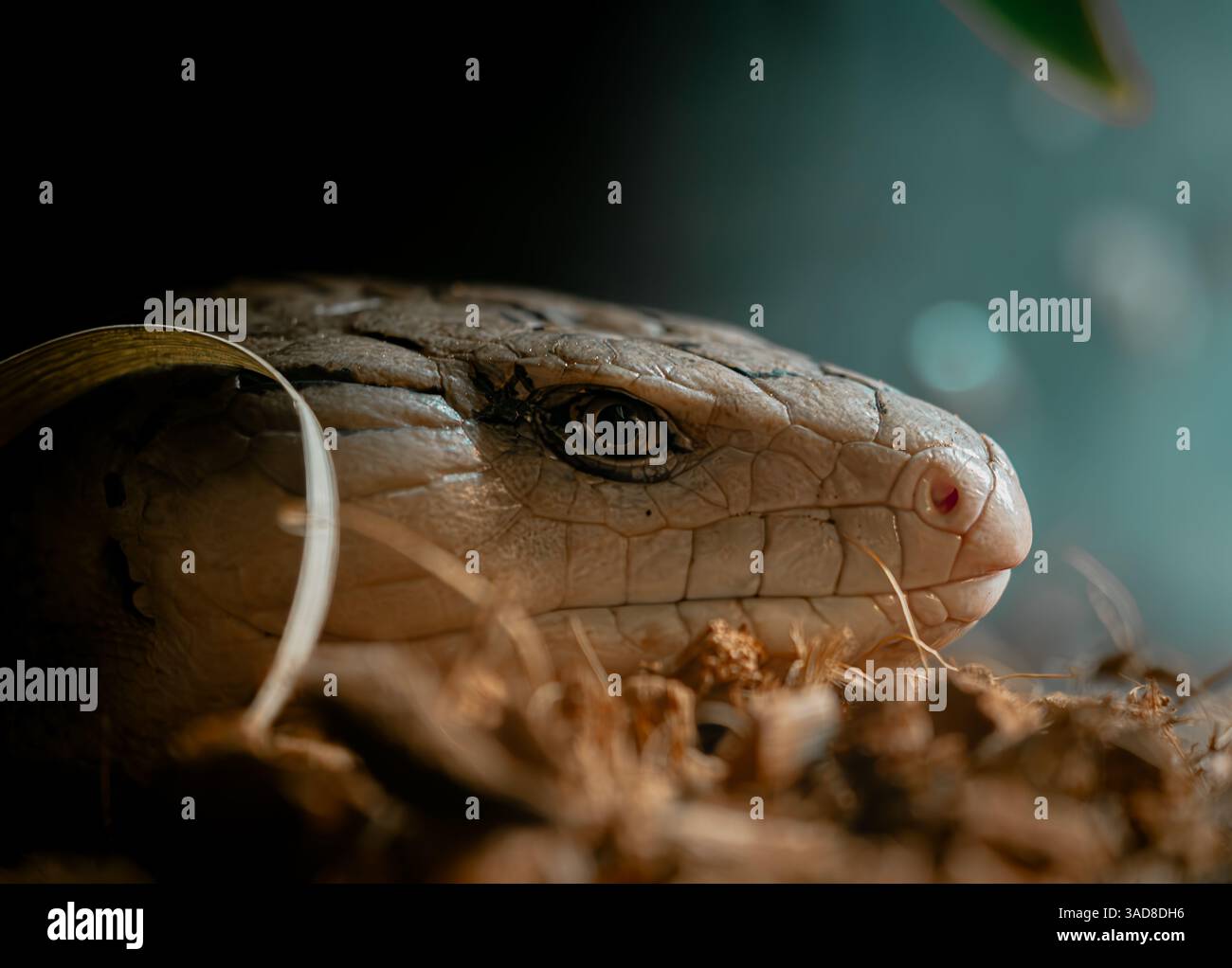 Gros plan d'un skink à tonalités bleues avec des écailles pâles et un regard curieux reposant dans la litière de feuilles Banque D'Images