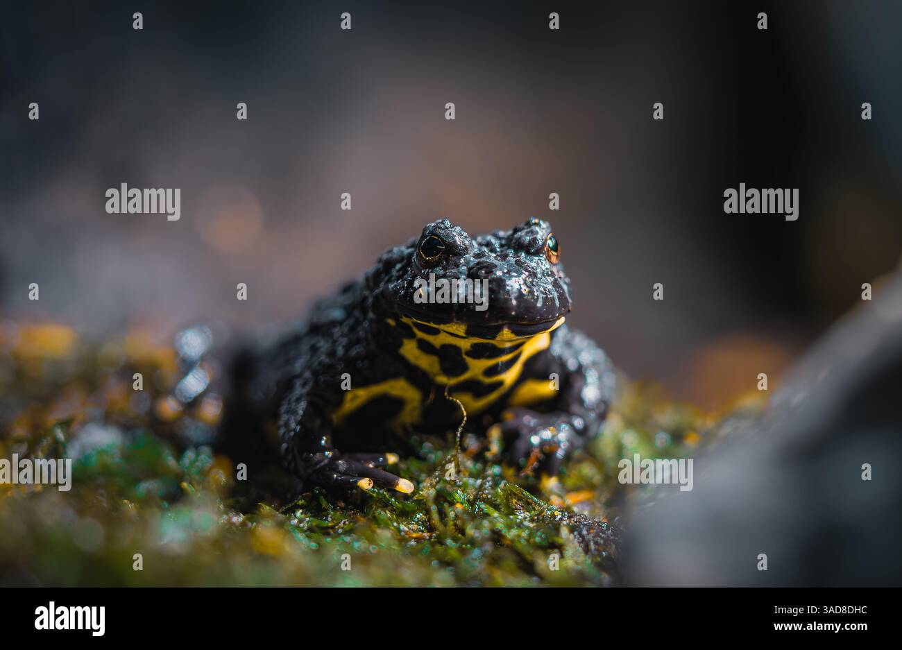 Crapaud à ventre de feu assis sur une tache moussue montrant une peau jaune et noire éclatante du ventre Banque D'Images