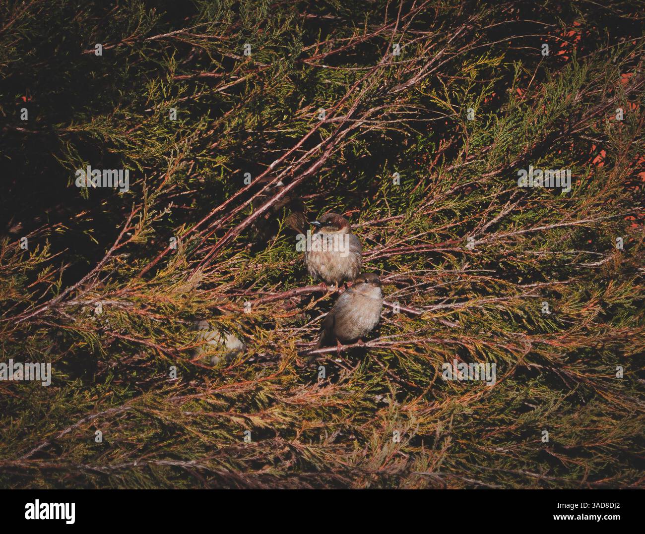 Deux petits oiseaux camouflés dans des branches de conifères entourés d'un feuillage vert dense Banque D'Images