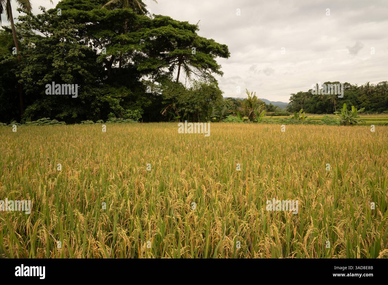 Riz mûr dans les champs agricoles. Champs de riz dans la zone rurale d'asie Banque D'Images