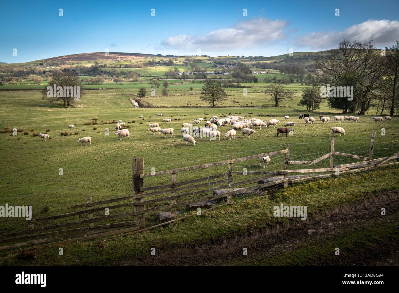 Une image de paysage HDR printanière d'un troupeau de moutons dans un champ près de Foulridge dans le Lancashire, en Angleterre. 30 mars 2025 Banque D'Images