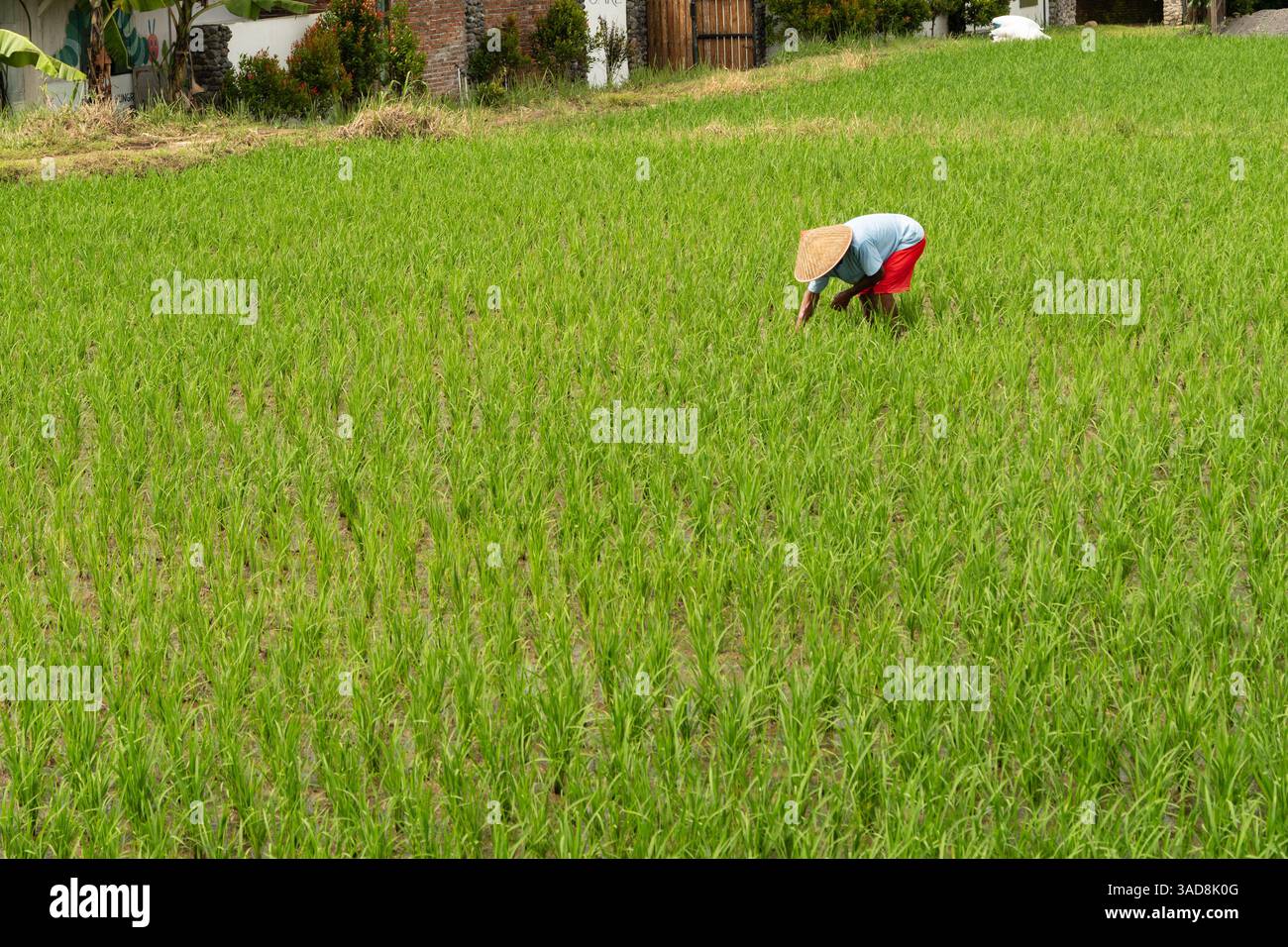 agriculteur travaillant au champ de riz vert en saison des pluies. agriculteur de paddy préparé pour la plantation. Banque D'Images