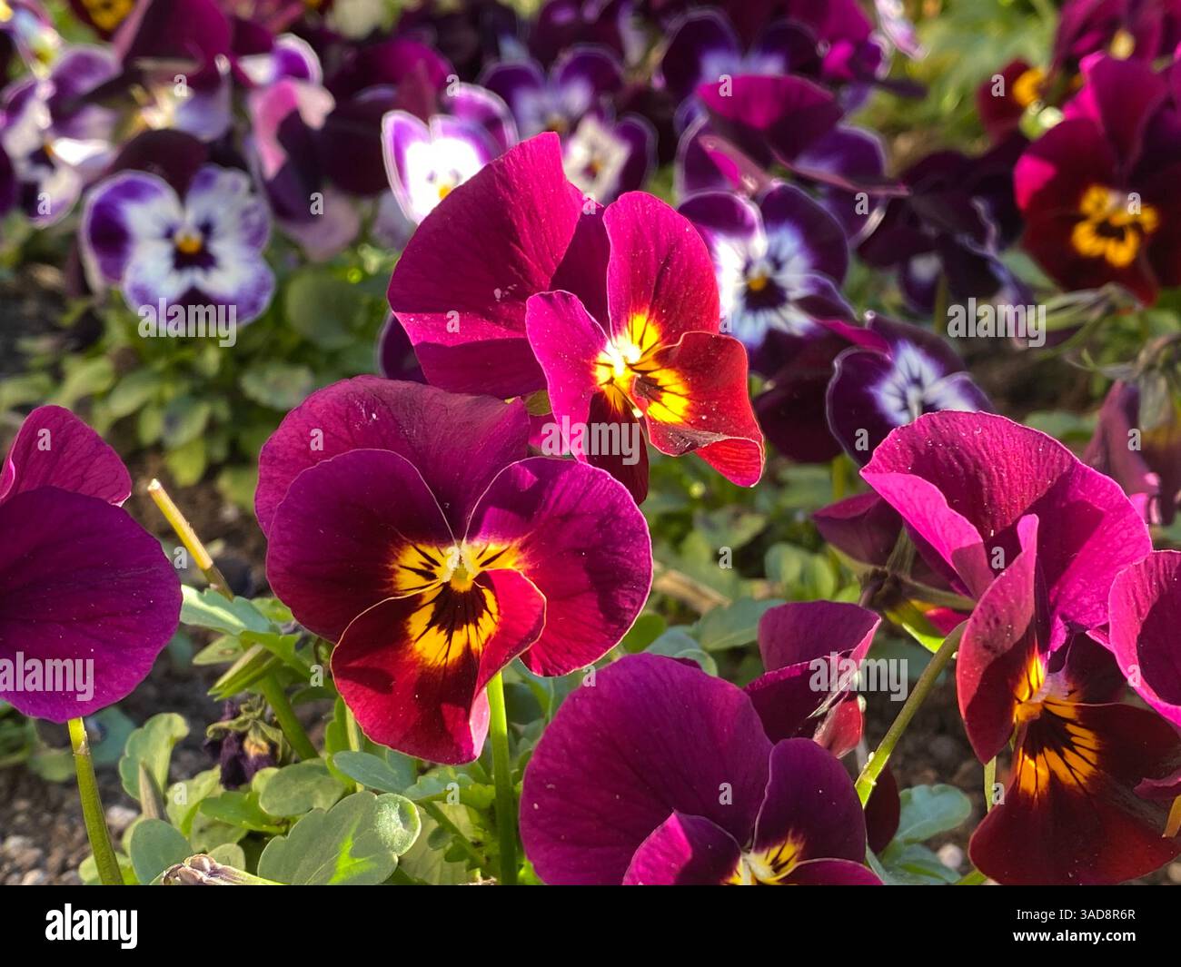 fleurs de pansies sur un parterre de fleurs, fleurs en gros plan Banque D'Images