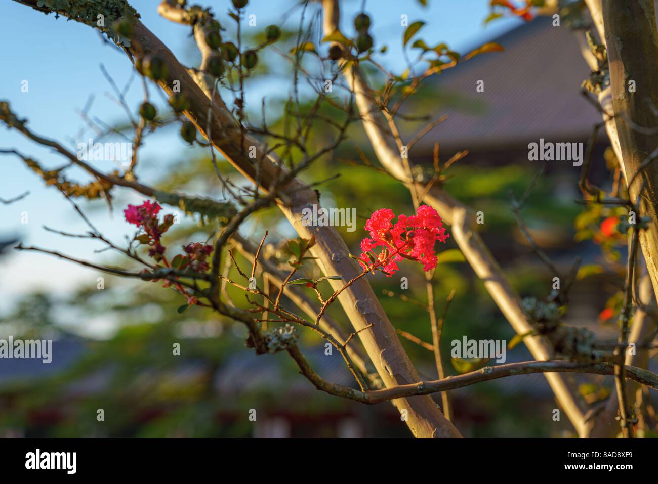 Nara, Japon - septembre 26 2024, vue rapprochée des branches d'un arbre avec de petites fleurs rouges, avec la façade floue du temple Todaiji dans l'arrière-grou Banque D'Images