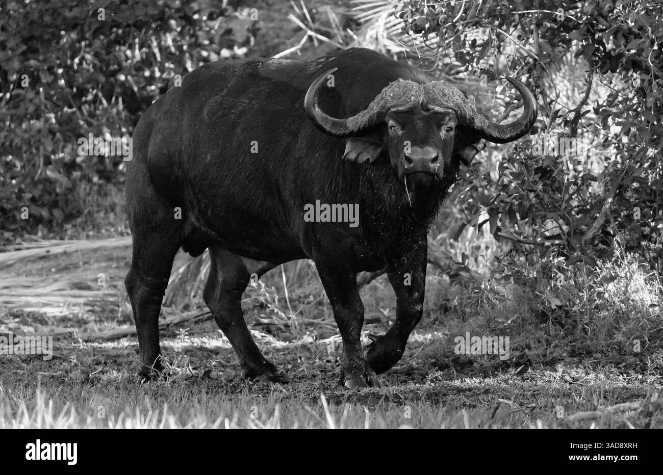 Buffle africain (Syncerus caffer) au Botswana, l'Afrique est agressive et dangereuse Banque D'Images Buffle africain (Syncerus caffer) au Botswana, l'Afrique est agressive et dangereuse Banque D'Images
