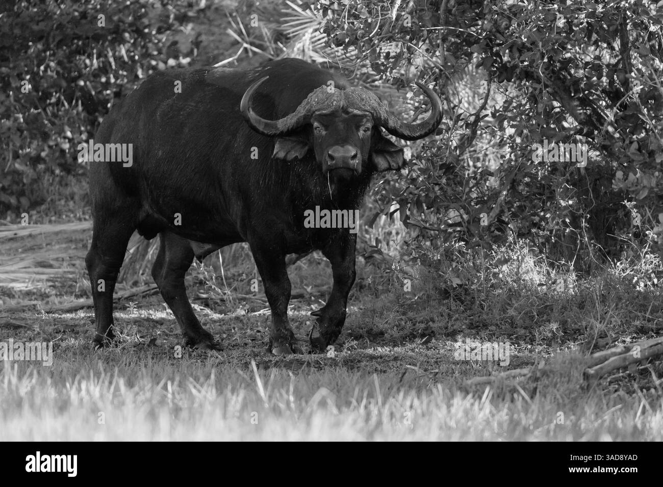 Buffle africain (Syncerus caffer) au Botswana, l'Afrique est agressive et dangereuse Banque D'Images Buffle africain (Syncerus caffer) au Botswana, l'Afrique est agressive et dangereuse Banque D'Images